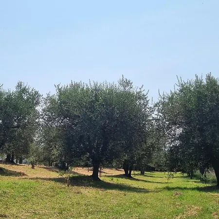 Gli Ulivi Di 2