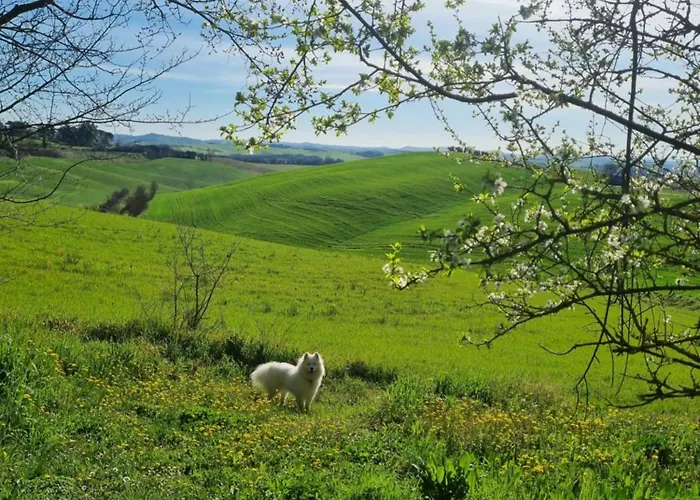 Gli Ulivi Di 2 Tatil Evi Siena